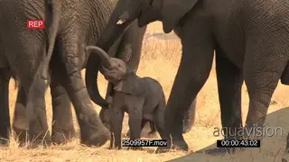African elephant baby struggling to stand attempting to suckle from mother surrounded by.