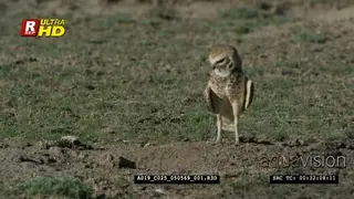 Burrowing owl standing, looking inside a burrow and forages for insects.