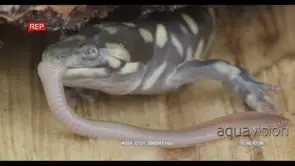 Tiger Salamander laying on wood biting on and trying to swallow a moving worm HA MCU