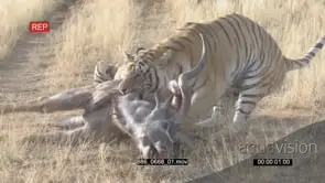 Tiger with dead deer kill, Dry AmCam