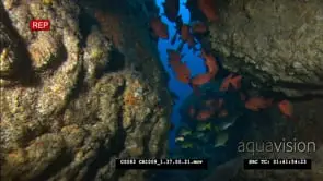 Whitetip reef sharks hunting on reef