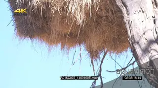 CUTAWAY Sociable Weaver nest SLOWMO