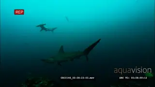 Three Scalloped hammerhead sharks steering water while hunting.