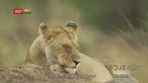 Lioness lying down looking around mcu