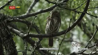 Ferruginous pygmy owl watches for preys from the perch, looking around and preening itself.