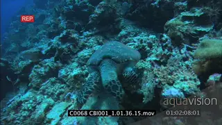 Hawksbill sea turtle feeding on reef coral