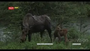 A moose standing and grazing with a calf WS GOOD LIGHT