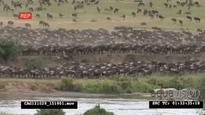 Blue Wildebeest herd migration in the savannah WS HAND