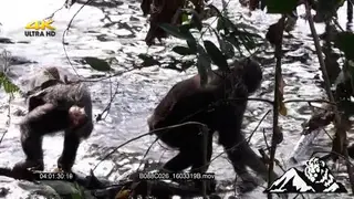 A pair of chimpanzees at a river drinking water.