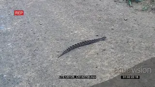 Funny Puff Adder quickly crossing the road