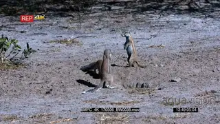 Cape ground squirrels fighting