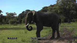 African Elephant Bull standing in the Savannah grazing GENERAL BEHAVIOUR AmCam