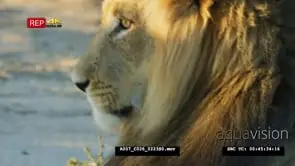 Close up shot of big male lion lay down after mating