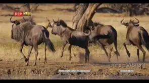 close up shoot of herd of wildebeest, connochaetes including a juvenile that goes to the.