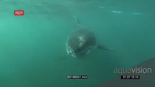 Great white shark gently swimming underwater in ocean turning passing by camera and.
