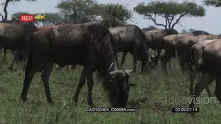 Blue Wildebeest herd moving walking and grazing on bushveld MLS HAND