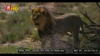 Cautious male lion standing next to a bush looking about