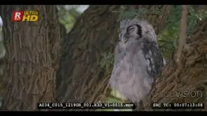 Close up front view shot of a sleeping giant eagle owl