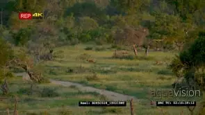 African Wild Dogs running in GREEN bushveld WS