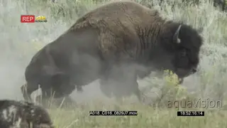 Male Bison Dust Bathing GENERAL BEHAVIOUR MLS