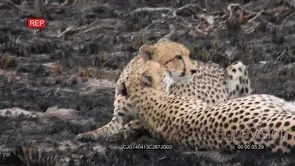 Cheetahs laying down on burnt bushveld showing affection and interacting MLS HAND AmCam
