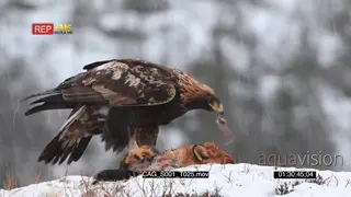 Golden eagle feeding on red fox while snowing heavily and looking towards the camera GOOD.