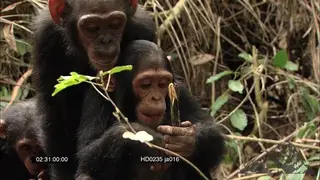 Young Chimpanzees sitting and feeding in rainforest