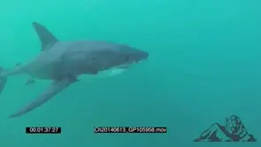 Great White Shark cage Diving AW