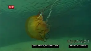 Pacific sea nettle jellyfish swimming GOOD LIGHT