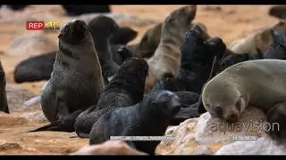 CU of baby cape fur seals baring their teeth and being aggressive