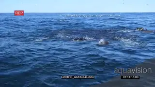 A group of seals and a school of dolphins swimming.