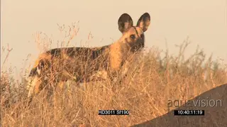 African Wild Dogs patrolling hunting running stalking through bushes towards camera as.