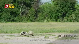 Zebra carcass