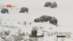 American bison herd grazing in snow covered field while snowing heavily
