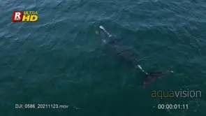 Two Cape Fur Seal swimming near an adult Southern right whale lob tailing and V- shaped.
