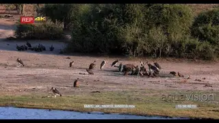 Flocks of vulture s and marabou stocks feeding on buffalo carcass