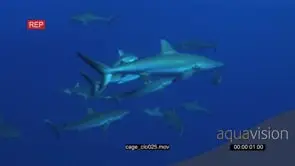School of Grey Reef Sharks swimming around bait underwater in ocean and biting it LWS HAND