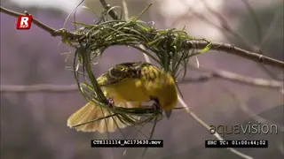 Spotted-backed Weaver male building nest CU