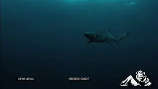 Mako shark swimming around UW