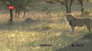 African Male Lion and Lioness walking across the Savannah and Exits frame to the left.