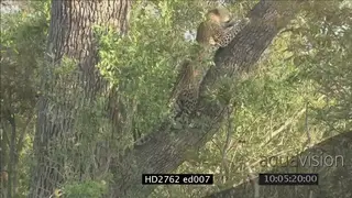 Leopard walking through bushes climbing tree and looking around LS PAN TU