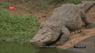 Nile Crocodile enter water *pond concrete in BG*