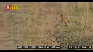 Ground agama hanging on the twigs of a bush
