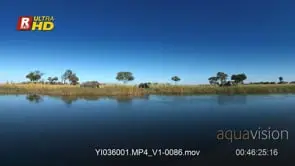 Okavango delta floods on a sunny day and four adult African Elephant general behaviour.