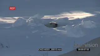 Polar Bear female emerging out of winter den scouting around