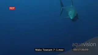 Mako Shark swimming around underwater in blue ocean following camera then disappearing WS.