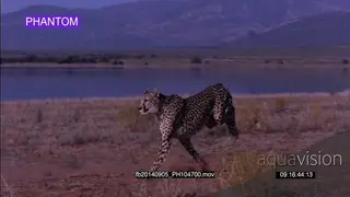 Cheetah sprinting, chasing prey in SLOW MOTION