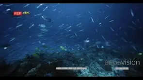 Wide shot of hundreds of bluefin jacks, bluefin trevally, bigeye trevally.