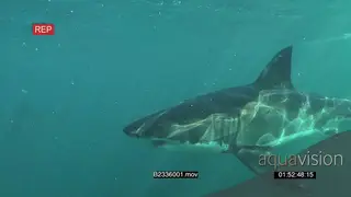 A pair of Great white sharks gently swimming underwater in ocean passing by camera UW HAND