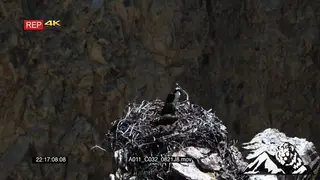 Juvenile Ospreys standing and moving in a nest on cliff LWS
